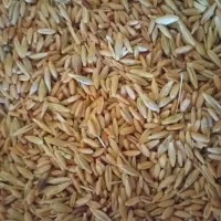 گندم وجو|لوازم جانبی حیوانات|زرین دشت (همدان), |دیوار