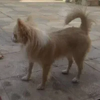 سگ پامر روباهی|سگ|شیراز, ده پیاله|دیوار
