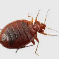 سمپاشی موریانه زدایی سم پاشی سوسک ساس تضمینی اصولی|خدمات نظافت|شاهینشهر, فردوسی|دیوار