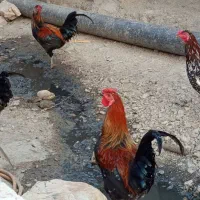 فروش تعدادی مرغ و خروس کردی بوقلمون کردی