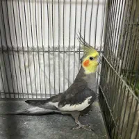 معاوضه عروس یافروش