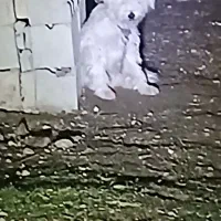 سگ مالتیز|سگ|کلیبر, |دیوار