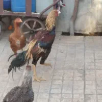 تخم لاری نطفه دار تازه