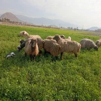 میش جوان بره دار و آبستن