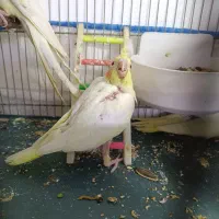 جوجه عروس هلندی|پرنده|قم, اسمعیل آباد|دیوار