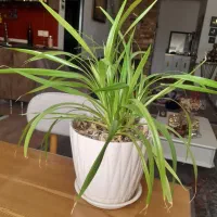 گل و گلدان طبیعی