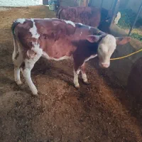 گوساله ماده دوعدد|حیوانات مزرعه|کشاورز, |دیوار