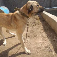 واگذاری سگ سرابی ماده 11ماهه