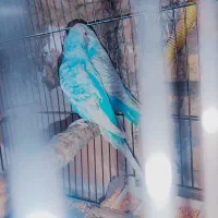 انواع مرغ عشق نژاد و درجه یک جوجه و بالغ جفت وتک|پرنده|سیرجان, |دیوار