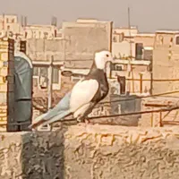 طوقی هفت رنگ