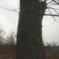 خرید و فروش  انواع چوب سربرداری کف بری حرس کردن