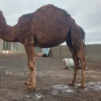 شتر قربانی چاق نزاییده