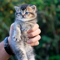 اسکاتیش بریتیش ماده بچه|گربه|رشت, منظریه|دیوار