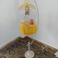 عروس هلندی نر دستی وسخنگو