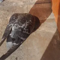 کفتر پیدا شده