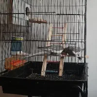 ی جفت عروس هلندی سیامون سالم