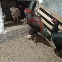 مرغ وخروس لاری