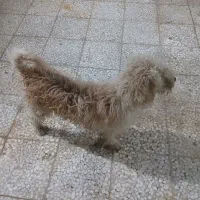 سگ شیتزو قیمت مناسب