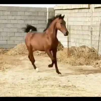 کره نر 1سال و نیم