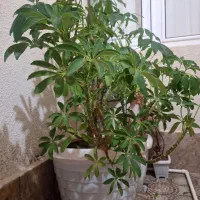 گل پنجه زیبا