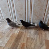 کبوتر مایدوم وتکدوم