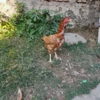 مرغ لاری نژاد افغان|حیوانات مزرعه|گرگان, |دیوار