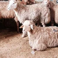گوسفند پرواری تعاونی و تنظیم بازار و خونی|حیوانات مزرعه|مشهد, کشاورز|دیوار