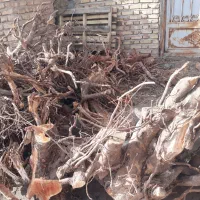 ریشه و چوب|گل و گیاه طبیعی|قزوین, |دیوار