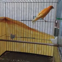 قناری پرتقالی|پرنده|محمدیه-قزوین, |دیوار