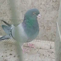 کبوتر نر دمگیر|پرنده|خمینی‌شهر, |دیوار