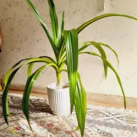 گل اشک ملکه