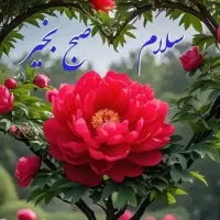 پرستار سالمند مادر