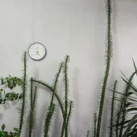 گل و گیاه