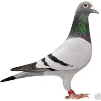 پلاکی گرفتنی