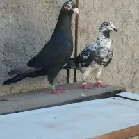 نرو ماده جفتگاه و هوایی