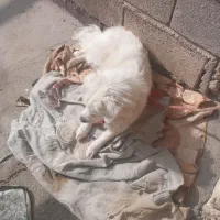 سگ ماده روباهی|سگ|اسلام‌‌آباد غرب, |دیوار