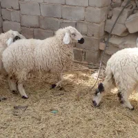 سه تا کاور چاق با یه نری چاق گنبکی