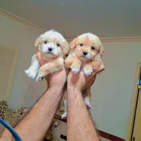 پیکنوا عروسکی