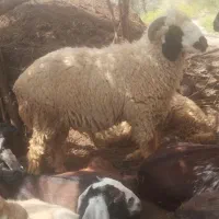 بره نر