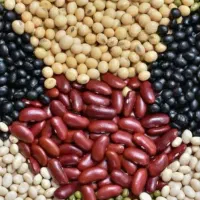 نیازمند راهنمایی