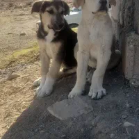 دوتا توله نر سرابی اصل