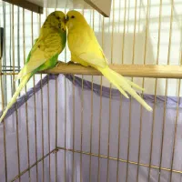 مرغ عشق انگلیسی