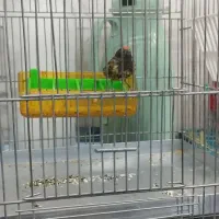 پرنده گلبسر