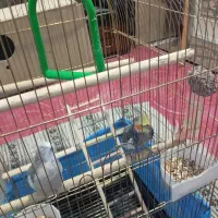 عروس هلندی|پرنده|کوهدشت, |دیوار