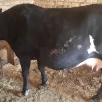 گاو سویسی ۶ماه ابستن