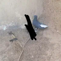 نرزاغ دم سفید