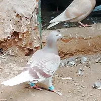 کبوتر کفتر|پرنده|تایباد, |دیوار