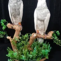 مجسمه|مجسمه، تندیس، ماکت|کرمانشاه, |دیوار