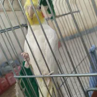 بچه عروس هلندی گمشده