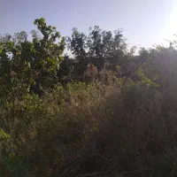 باغ در محدوده مهدیه خوسف|فروش خانه و ویلا|خوسف, |دیوار